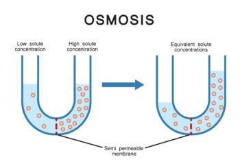 Preview of Osmosis Process.