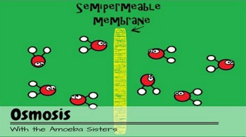 Osmosis Recap Answer Key by The Amoeba Sisters (Amoeba ...