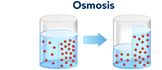 Osmosis vs. Diffusion Activity Worksheet