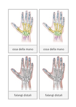 Preview of Ossa della mano con ossa carpali individuali, italiano, Montessori