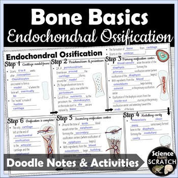 Preview of Bone Ossification Doodle Notes and Activities | Skeletal System Unit