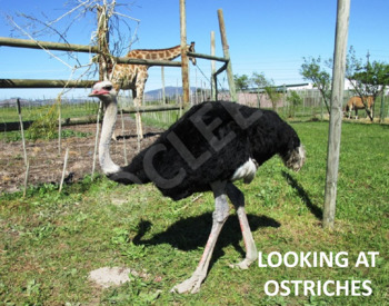 Preview of OSTRICH  - Interactive PowerPoint presentation including video snippets (mp4)