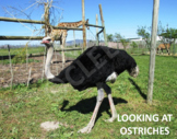 OSTRICH  - Interactive PowerPoint presentation including v