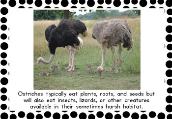 ostrich  Sports Card Info