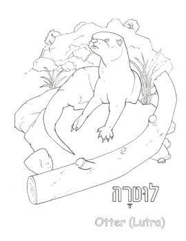 Preview of Otter/לוטרה - Printable vocabulary word coloring page (original artwork)