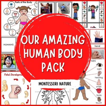 Preview of Our Amazing Human Body Parts Of The Body Cards Montessori Inspired