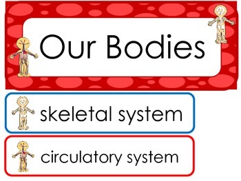 Preview of Our Bodies Word Wall Weekly Theme Bulletin Board Labels.