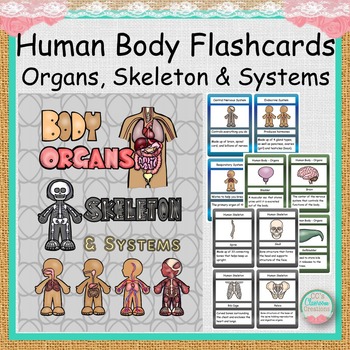 Preview of Human Body Flashcards Organs, Skeleton and Systems