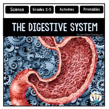 Preview of The Digestive System Activities Reading Passages Worksheets Review Flip Book