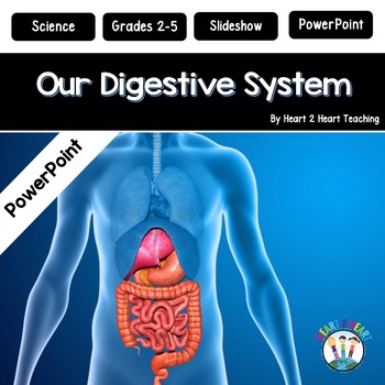 Preview of The Digestive System PowerPoint Presentation