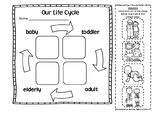 Our Life Cycle: Cut and Paste