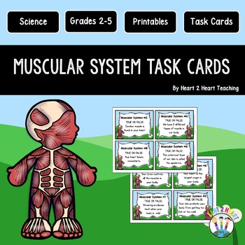 Preview of The Muscular System Activities: Task Cards {Set of 16 Cards}