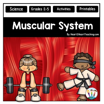Preview of The Muscular System Activities Reading Passages Worksheets Review & Flip Book