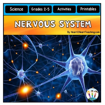 Preview of The Nervous System Activities Reading Passages Worksheets Review & Flip Book