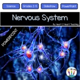 The Nervous System Power Point Presentation
