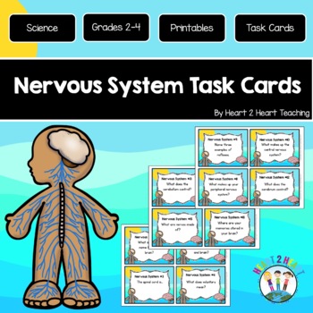 Preview of The Nervous System Task Cards {Set of 16 Cards}