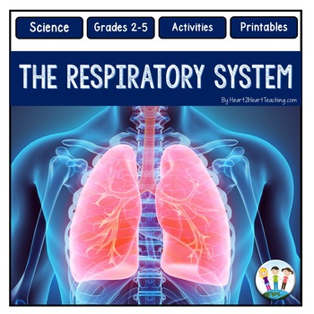 Preview of The Respiratory System Activities Reading Passages Worksheets & Flip Book