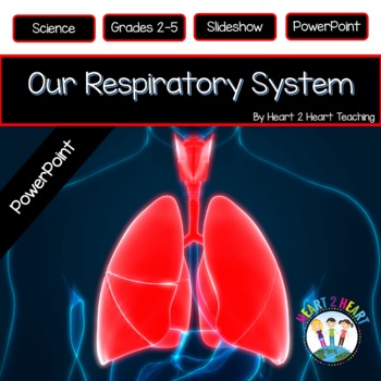 Preview of The Respiratory System Power Point Presentation