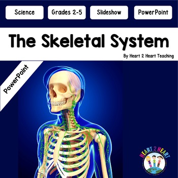 Preview of The Skeletal System Power Point Presentation