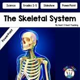 The Skeletal System Power Point Presentation