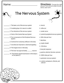 Our body's nervous system QUIZ by Rocket Art | TPT