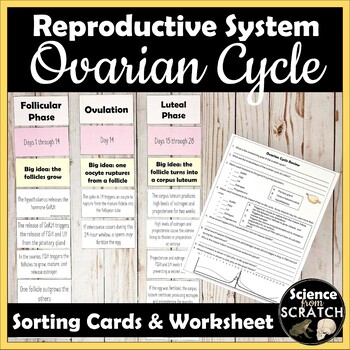 Preview of Ovarian Cycle Sorting Cards and Review Worksheet