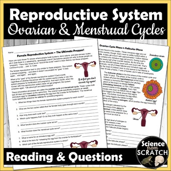 Preview of Ovarian and Uterine (Menstrual) Cycle Reading and Questions