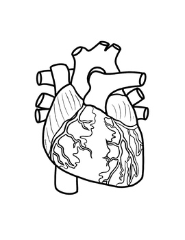 Oversized Heart Diagrams (3 Views)- Incl Notes & Bonus ...
