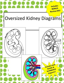 35 Structure Of The Nephron Coloring Worksheet Answers - Mihrimahasya