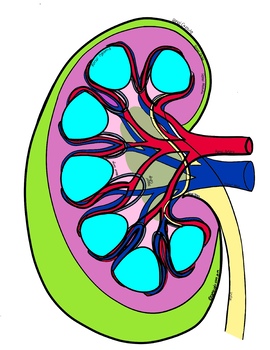 kidney unlabeled