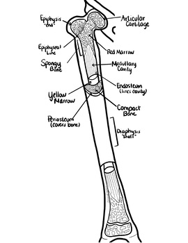 Detailed Long Bone Diagram : Schematic diagram of long bone cross