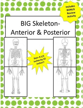 Preview of Oversized Skeleton Diagram 8.5 in x 22in!- Anterior & Posterior! Bonus Activity!