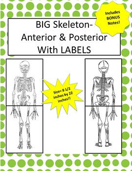 Preview of Oversized Skeleton Diagram W/LABELS-8.5 in x 22in (Ant & Pos) Incl Notes!