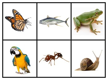 Oviparous Animals Real Pictures for Sorting, Printables and Activities