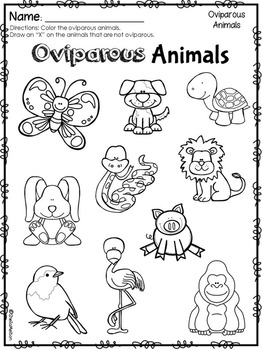 Oviparous Animals Real Pictures for Sorting, Printables and Activities