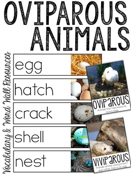 Oviparous Animals Poster Teaching Resources | TPT