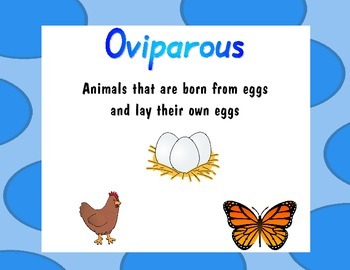 Oviparous and Viviparous Posters by Julie Ross | TPT