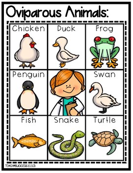 Oviparous vs. Viviparous by Teach4SuccessLLC | Teachers Pay Teachers