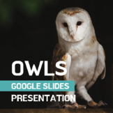 Owl Animal Study Presentation