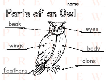 Preview of Owl LABELING | Writing | Phonics | Parts of a | Fall | Nocturnal | Thematic |