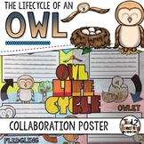 Owl Life Cycle Activity: Collaborative Research Poster