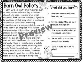 Barn Owl Pellet — Rest in Pieces