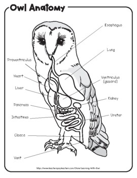 Preview of Owl Pellets and the Owl Digestive System