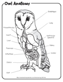 Owl Pellets and the Owl Digestive System