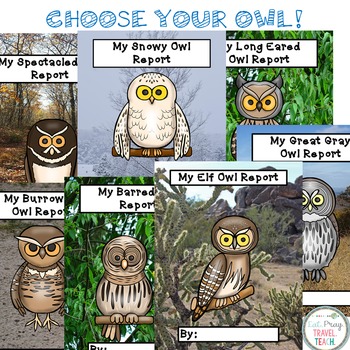 owl paper research
