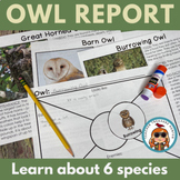 Owl Writing Activity Read write research 6 owl species bir