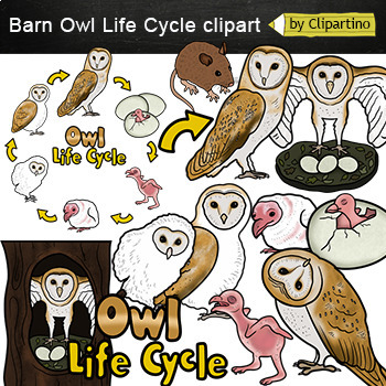 Preview of Owl life cycle Clip Art /Barn owl /Forest bird life cycle