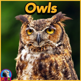 Owls - PowerPoint & Activities