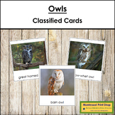 Types of Owls - Montessori 3-Part Cards - Vocabulary, ESL