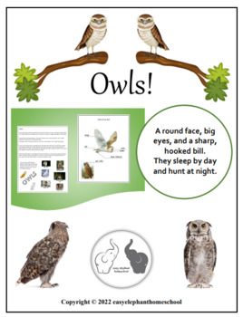 Owls! A Fun Bird Study - Printables, Lessons, and Activities! | TPT